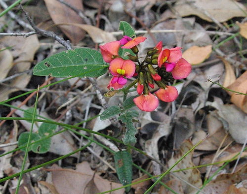 Coral vine